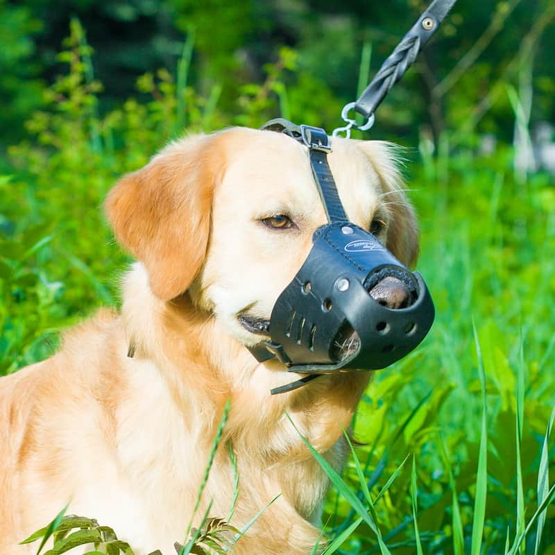 Многоцелевой кожаный намордник для золотистого ретривера «Trained dog»